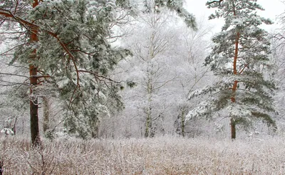 Обои на рабочий стол Зима, река, лес, деревья, пейзаж, природа, winter -  Зима - Природа - Картинки, фотографии