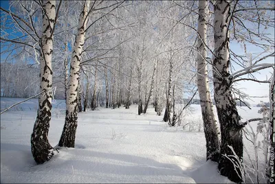 Фотографии Зима Природа Снег Пейзаж Дома сезон года 1920x1080