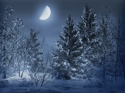 обои : пейзаж, природа, Зима, снег, Лед, мороз, лес, Поле, Эстония, Европа,  Туман 4096x2732 - neomeow - 2228466 - красивые картинки - WallHere