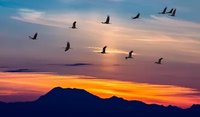 Перелетные птицы.. Фотограф vladilenoff