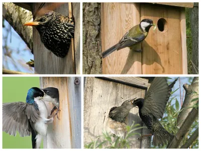 Картинки перелетные птицы возвращаются весной (69 фото) » Картинки и  статусы про окружающий мир вокруг