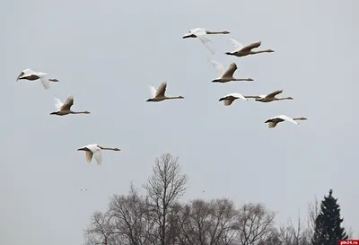 Из-за необычно теплой весны в Москву раньше времени вернулись перелетные  птицы - KP.RU