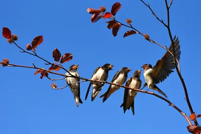 Нужно ли кормить птиц весной? | Братья и сестры птицы | Дзен