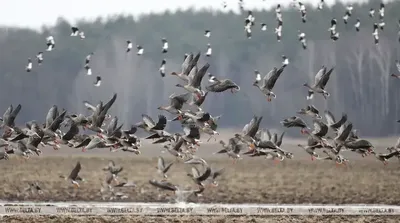 ФОТОФАКТ: Перелетные птицы отправились на зимовку в теплые страны