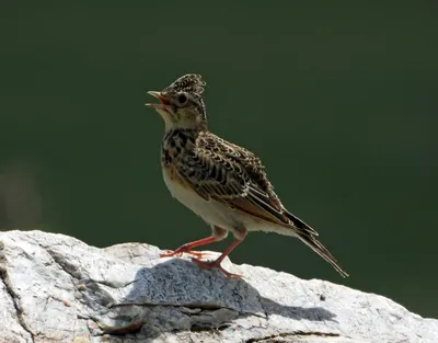 Перелетные птицы: названия, фото и описание перелетных видов птиц • AB-NEWS