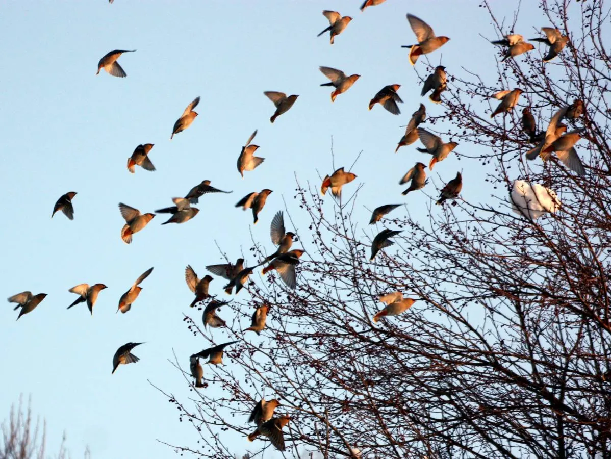 Какие птицы прилетают весной первыми 2 класс. Стая светлогрудых Дроздов. Стая певчих Дроздов. Птицы прилетели. Пролетающая птица.