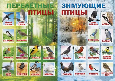 Картинки перелетных и зимующих птиц