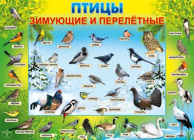 Проект \"Перелетные птицы\" - Детский сад «Кораблик» Нарьян-Мар