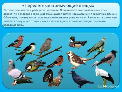 Перелетные и зимующие птицы - презентация онлайн