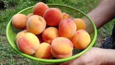 Уникальный сорт зимостойкого персика – растёт даже на Урале | Дача с  Любовью к родному Лукоморью | Дзен