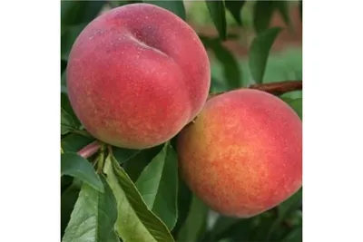 Уникальный сорт зимостойкого персика – растёт даже на Урале | Дача с  Любовью к родному Лукоморью | Дзен