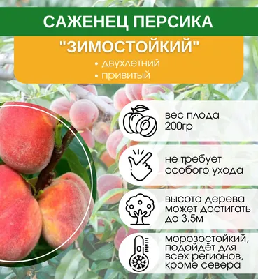 Персик Фрост - саженцы купить, цена в Украине