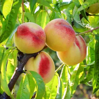 ПЕРСИК РЕД ХЕВЕН: купить саженцы персика ред хевен почтой | PLOD.UA
