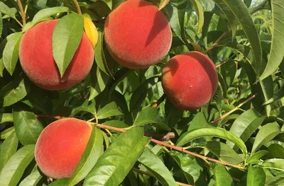 Зачем у персика нормировать урожай? И как это делать? | Любимый Северный  Кавказ | Дзен