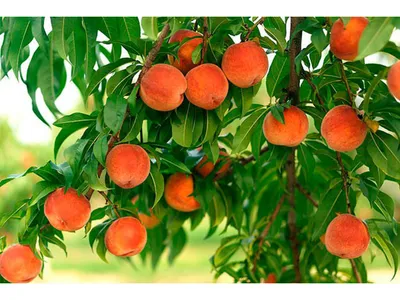 ПЕРСИК КОЛЛИНЗ: купить саженцы персика коллинз почтой | PLOD.UA
