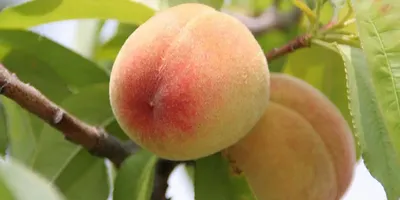 Один плод этого фрукта в день спасет от рака | 18.09.2022, ИноСМИ