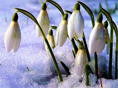 Белое Denticulata Primula первоцветов Alba Стоковое Фото - изображение  насчитывающей флора, поле: 40497958