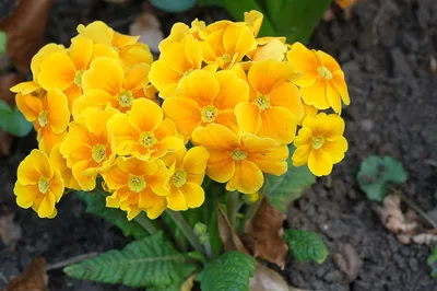 Красивые цветки первоцветов весны, Polyanthus Primula или постоянный  первоцвет с зелеными листьями в саде R Стоковое Фото - изображение  насчитывающей свежесть, расцвет: 148048960