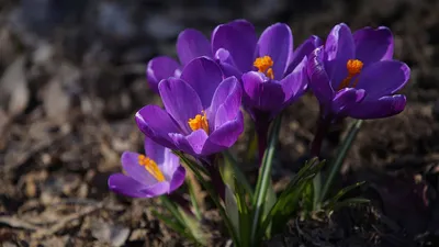 Первоцветы в усадебном парке