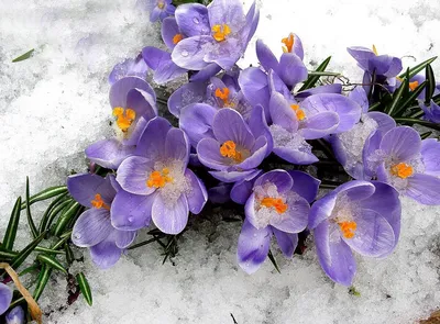 Весенние цветы Ленинградской области: отправляемся на фотоохоту
