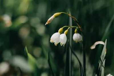 Весенние эфемеры на Витязе и Гамове - самые ранние цветы, подснежники
