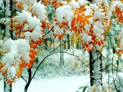 Зима близко: первый снег встретили в Томске - vtomske.ru