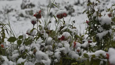 В Карпатах уже выпал первый снег: куда еще в октябре придет \"зима\". Читайте  на UKR.NET