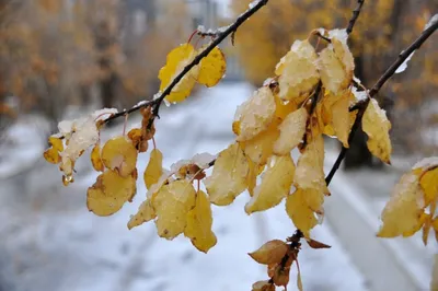 Зима уже здесь: в Запорожье пошел первый снег (ВИДЕО) | Портал Акцент