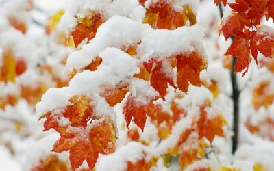 Зима близко: на севере Красноярского края появился первый снег - МК  Красноярск