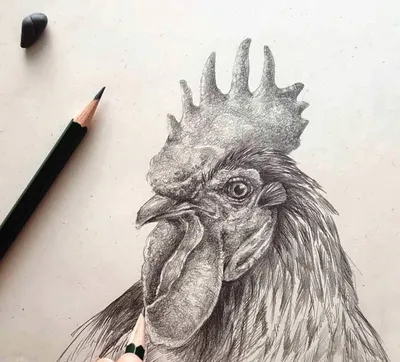 АКЦИЯ! ПОДАРОК! Важная птица и как ее нарисовать простым карандашом завершен