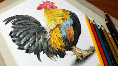 Рисунок петуха цветными карандашами — Уроки рисования карандашами и пастелью