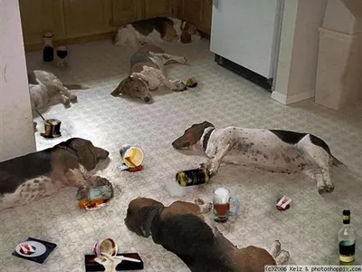 пьяные пары собаки стоковое фото. изображение насчитывающей выражение -  85718672