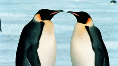 Картинки Пингвинов фотографии