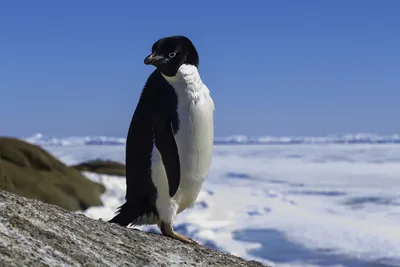Пингвиновые — Википедия