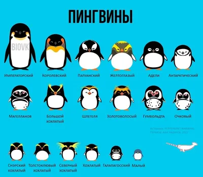 Чёрное и белое: пройди тест на знание жизни пингвинов - Новости РГО