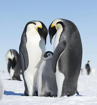 Ученые заявили об угрозе исчезновения императорских пингвинов - РИА  Новости, 24.08.2023