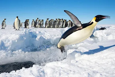 Почему пингвинов назвали пингвинами, и какое еще название пытались дать  этим черно-белым птицам?