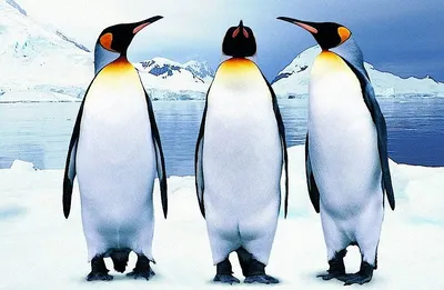В Антарктиде почти перестали размножаться императорские пингвины — Сноб