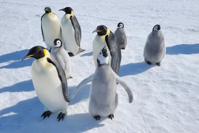 Где живут пингвины: места обитания
