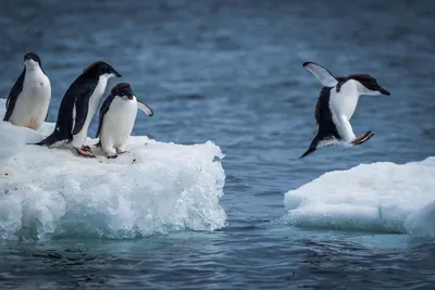 Императорским пингвинам грозит вымирание