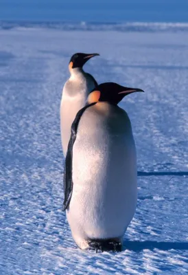 Пингвины: тактика выживания в самом суровом месте планеты