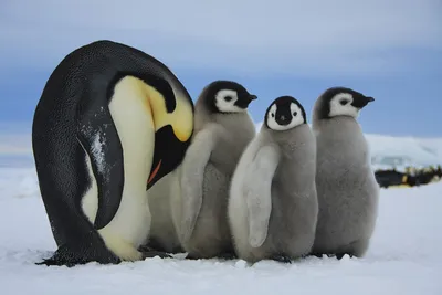Ученые обнаружили, что антарктические пингвины засыпают по 10 тысяч раз за  день и лишь на несколько