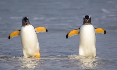 Пингвины в Антарктиде окружили украинских полярников на Вернадского - видео  | Новости РБК Украина