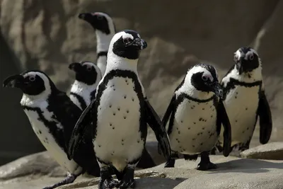Черные и белые, общительные и верные. Как живут пингвины Московского  зоопарка - Фонд \"Стат.АП\"