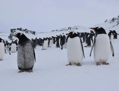 Организованный хаос: пингвины согреваются согласно строгой математической  модели — Нож