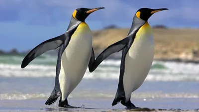 Почему у пингвина ноги холодные? | Живая природа, окружающая среда,  экологические новости – Densegodnya.ru
