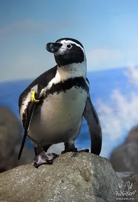 Император Пингвинов — стоковые фотографии и другие картинки Пингвин -  Пингвин, Изолированный предмет, Антарктика - iStock