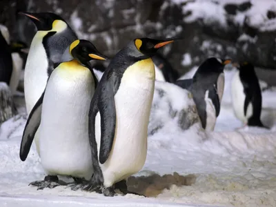 Хвост у пингвинов служит в качестве руля | Пикабу