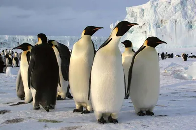 Что общего у пингвинов с украинцами? — ЛИБЕРАЛ