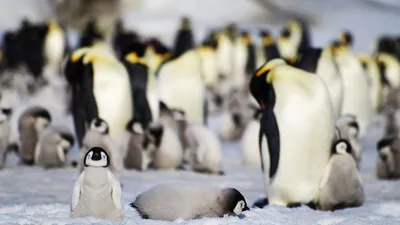 пара пингвинов стоковое фото. изображение насчитывающей колония - 264884480